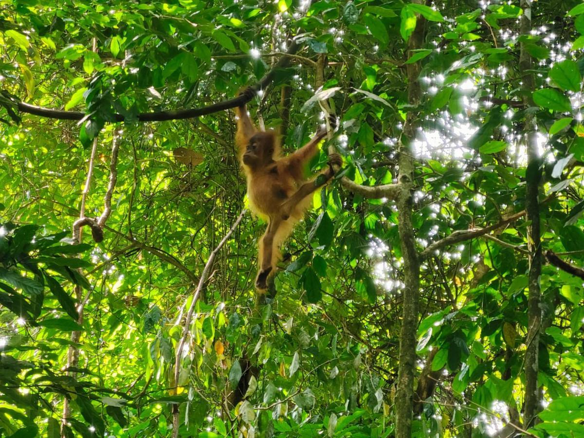 Asim Paris Guesthouse & Jungle Trekking Bukit Lawang Ngoại thất bức ảnh