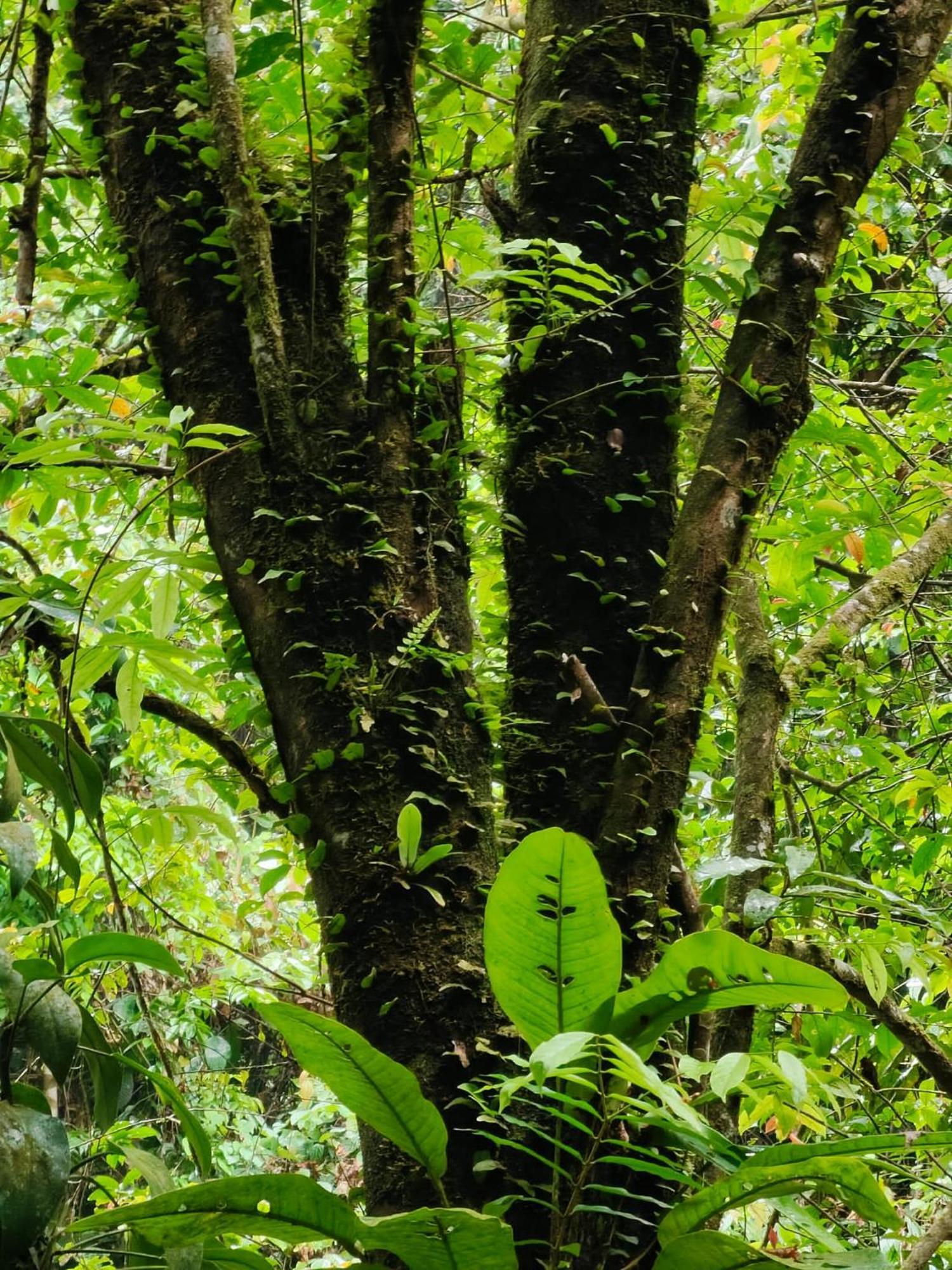 Asim Paris Guesthouse & Jungle Trekking Bukit Lawang Ngoại thất bức ảnh