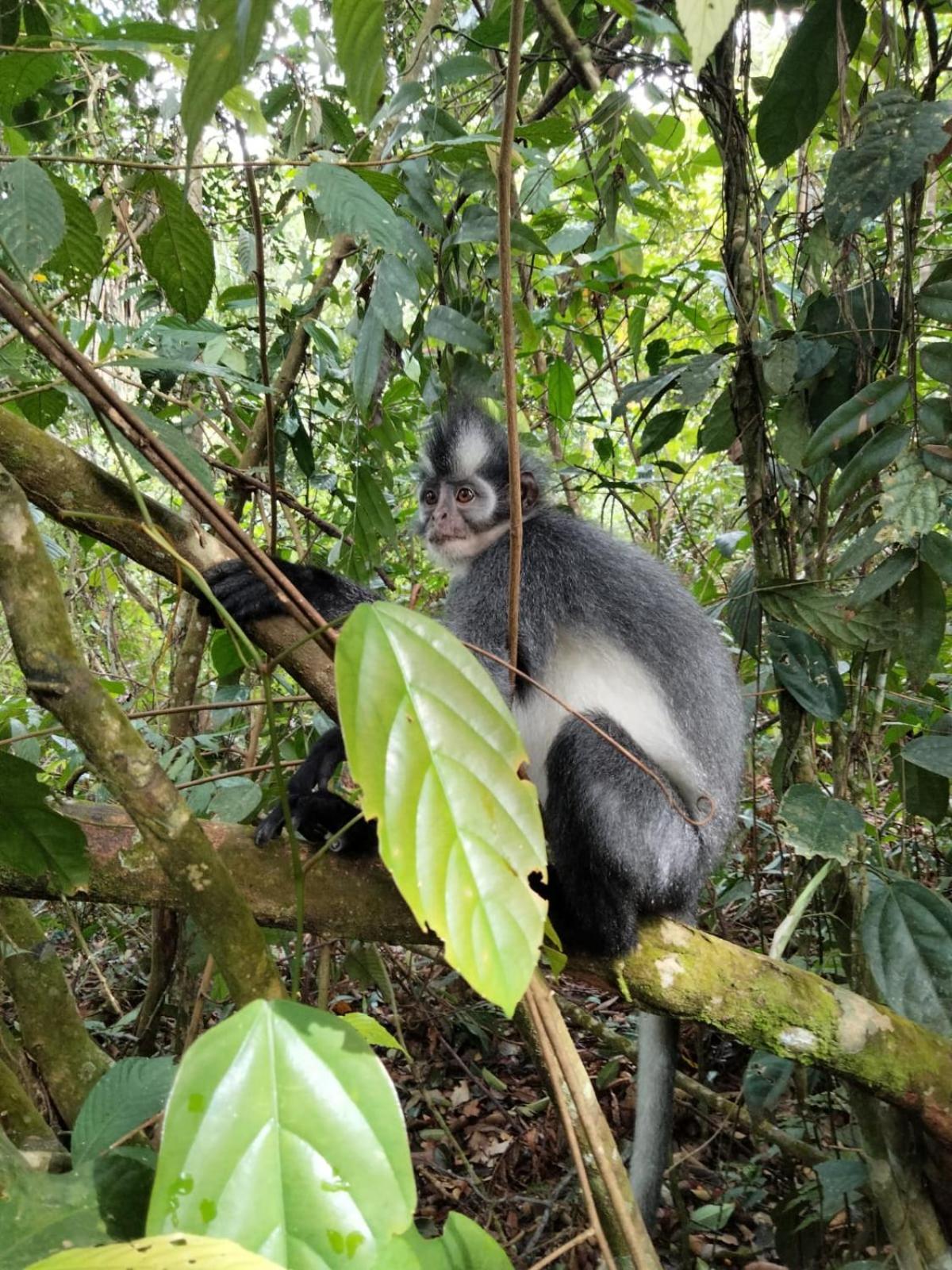 Asim Paris Guesthouse & Jungle Trekking Bukit Lawang Ngoại thất bức ảnh