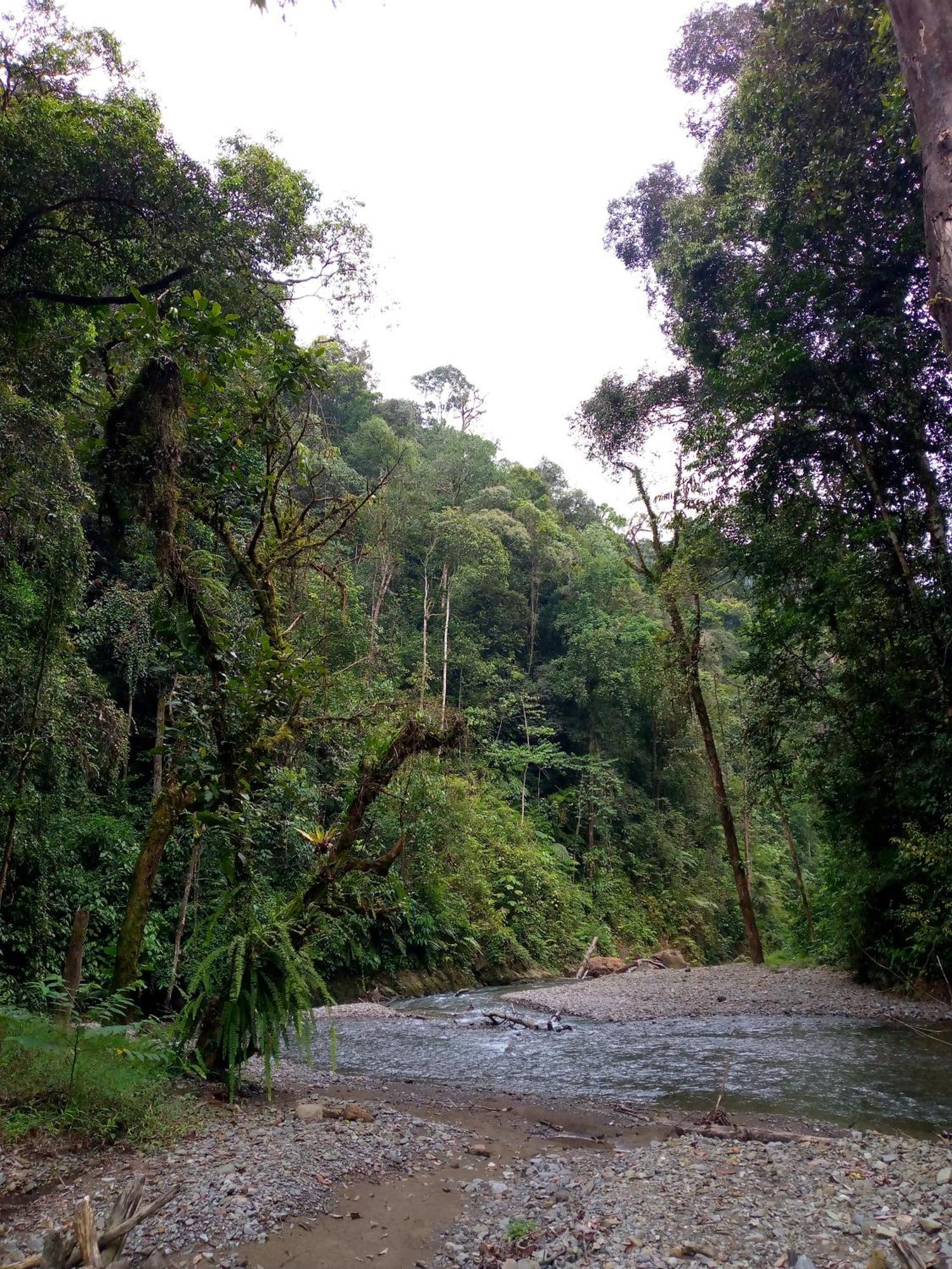 Asim Paris Guesthouse & Jungle Trekking Bukit Lawang Ngoại thất bức ảnh