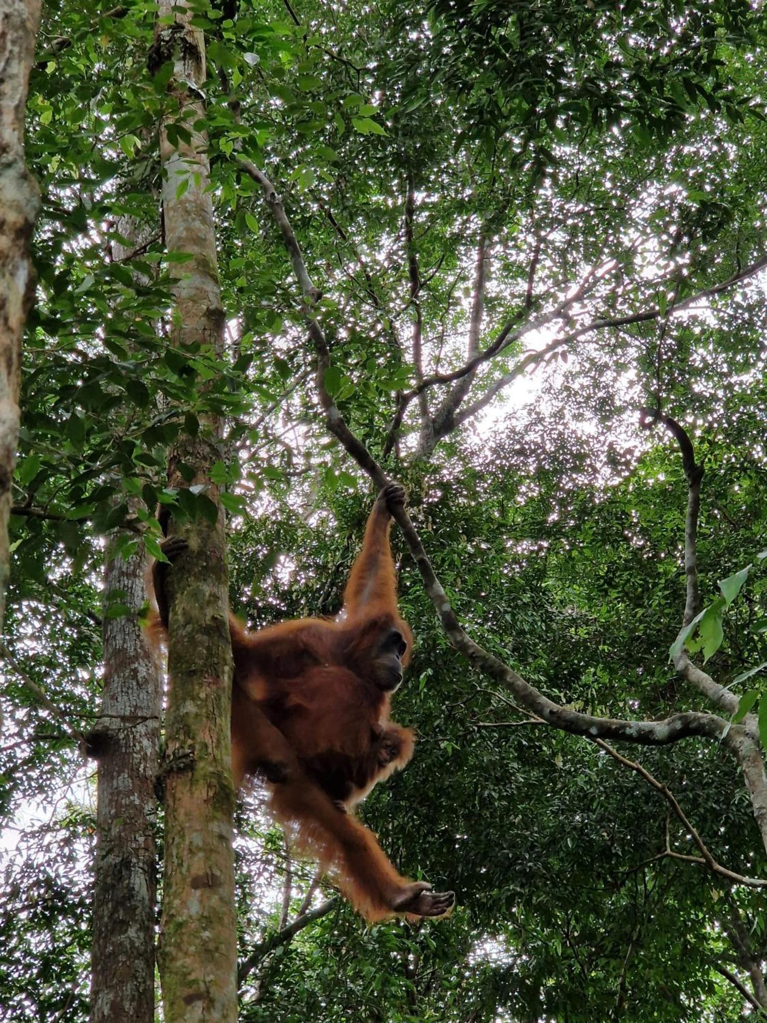 Asim Paris Guesthouse & Jungle Trekking Bukit Lawang Ngoại thất bức ảnh